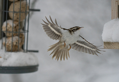 Trekryper (Certhia familiaris)