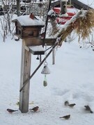 Gulspurv (Emberiza citrinella)