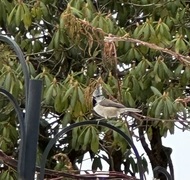 Toppmeis (Lophophanes cristatus)