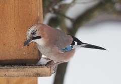 Nøtteskrike (Garrulus glandarius)