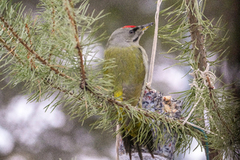 Gråspett (Picus canus)