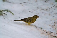 Gulspurv (Emberiza citrinella)