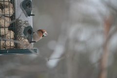 Kjernebiter (Coccothraustes coccothraustes)