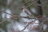 Sidensvans (Bombycilla garrulus)