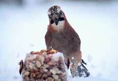 Nøtteskrike (Garrulus glandarius)