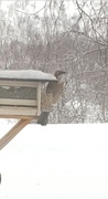 Nøtteskrike (Garrulus glandarius)