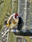 Stillits (Carduelis carduelis)