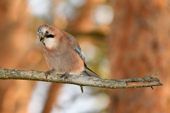 Nøtteskrike (Garrulus glandarius)