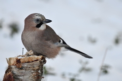 Nøtteskrike (Garrulus glandarius)