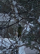 Gråspett (Picus canus)