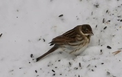 Sivspurv (Emberiza schoeniclus)