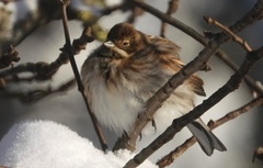 Sivspurv (Emberiza schoeniclus)