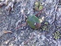 Biller (Coleoptera)