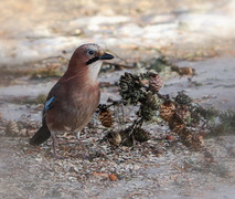 Nøtteskrike (Garrulus glandarius)