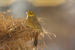 Gulspurv (Emberiza citrinella)