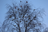 Gulspurv (Emberiza citrinella)