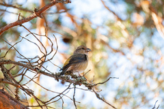 Grankorsnebb (Loxia curvirostra)