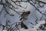 Sidensvans (Bombycilla garrulus)