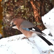 Nøtteskrike (Garrulus glandarius)