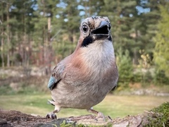 Nøtteskrike (Garrulus glandarius)