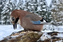 Nøtteskrike (Garrulus glandarius)