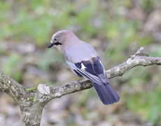 Nøtteskrike (Garrulus glandarius)