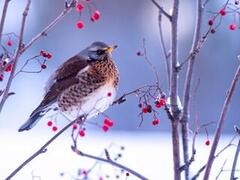 Gråtrost (Turdus pilaris)