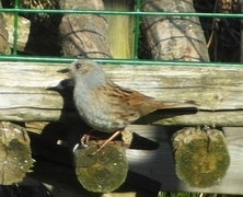 Jernspurv (Prunella modularis)