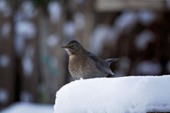 Gråtrost (Turdus pilaris)