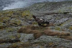 Havørn (Haliaeetus albicilla)