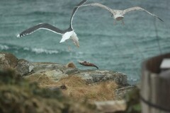 Svartbak (Larus marinus)