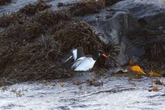 Tjeld (Haematopus ostralegus)