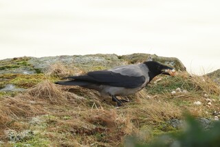 Kråke (Corvus cornix)