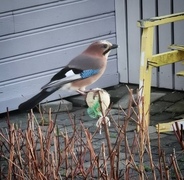 Nøtteskrike (Garrulus glandarius)