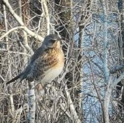 Gråtrost (Turdus pilaris)