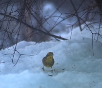 Gulspurv (Emberiza citrinella)