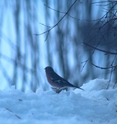 Bokfink (Fringilla coelebs)