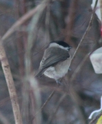 Løvmeis (Poecile palustris)