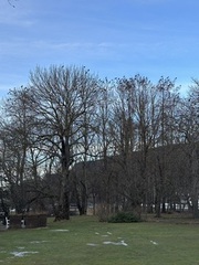 Kråke (Corvus cornix)