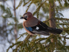 Nøtteskrike (Garrulus glandarius)