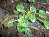 Vårkål (Ranunculus ficaria)