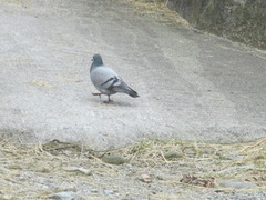 Bydue (Columba livia domestica)