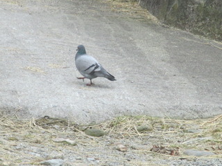 Bydue (Columba livia domestica)