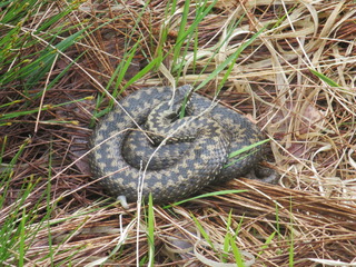 Hoggorm (Vipera berus)