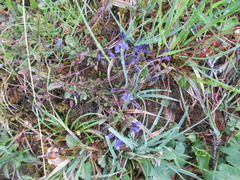 Blåfjær (Polygala vulgaris)