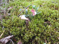 Tyttebær (Vaccinium vitis-idaea)