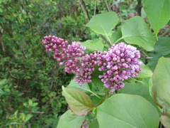 Syrin (Syringa vulgaris)