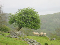 Rogn (Sorbus aucuparia)