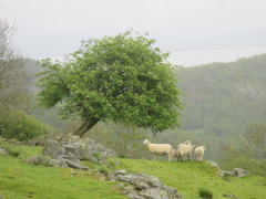 Rogn (Sorbus aucuparia)