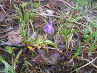 Tettegras (Pinguicula vulgaris)